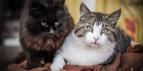 2 chats