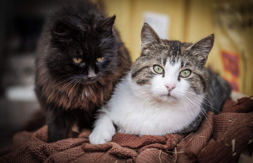 2 chats